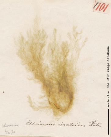 Ectocarpus flagelliformis.jpg